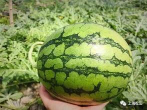 66今日吃瓜热门大瓜每日更新,66今日大瓜盘点，新鲜资讯一网打尽