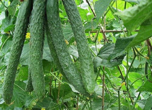 每日吃瓜今日吃瓜,紧跟热点，畅享瓜界盛宴